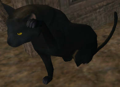 Thexian black cat PNJ Familier 200SP 0